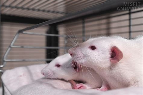 rat x xx|Male vs. Female Rats: How to Tell the Difference .